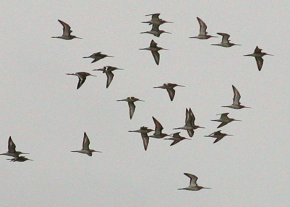 Black-tailed Godwit - Paul Insua
