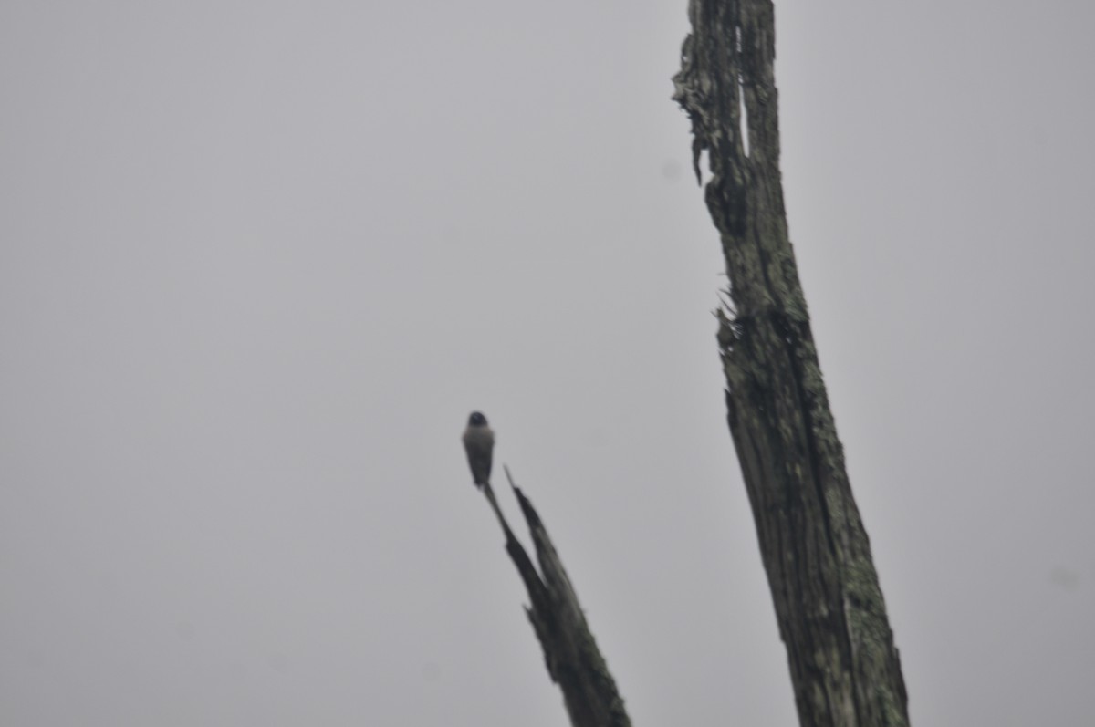 Ashy Woodswallow - ML159242621
