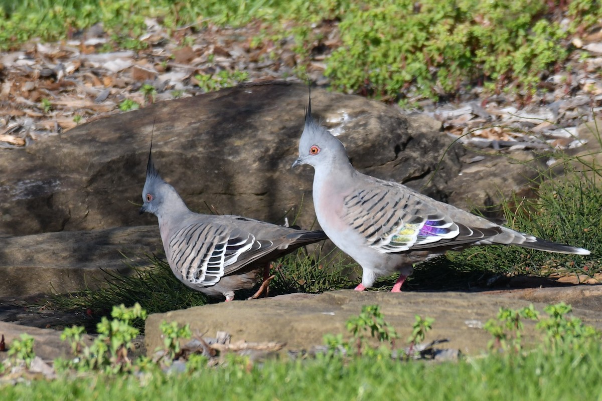 Crested Pigeon - ML159242801