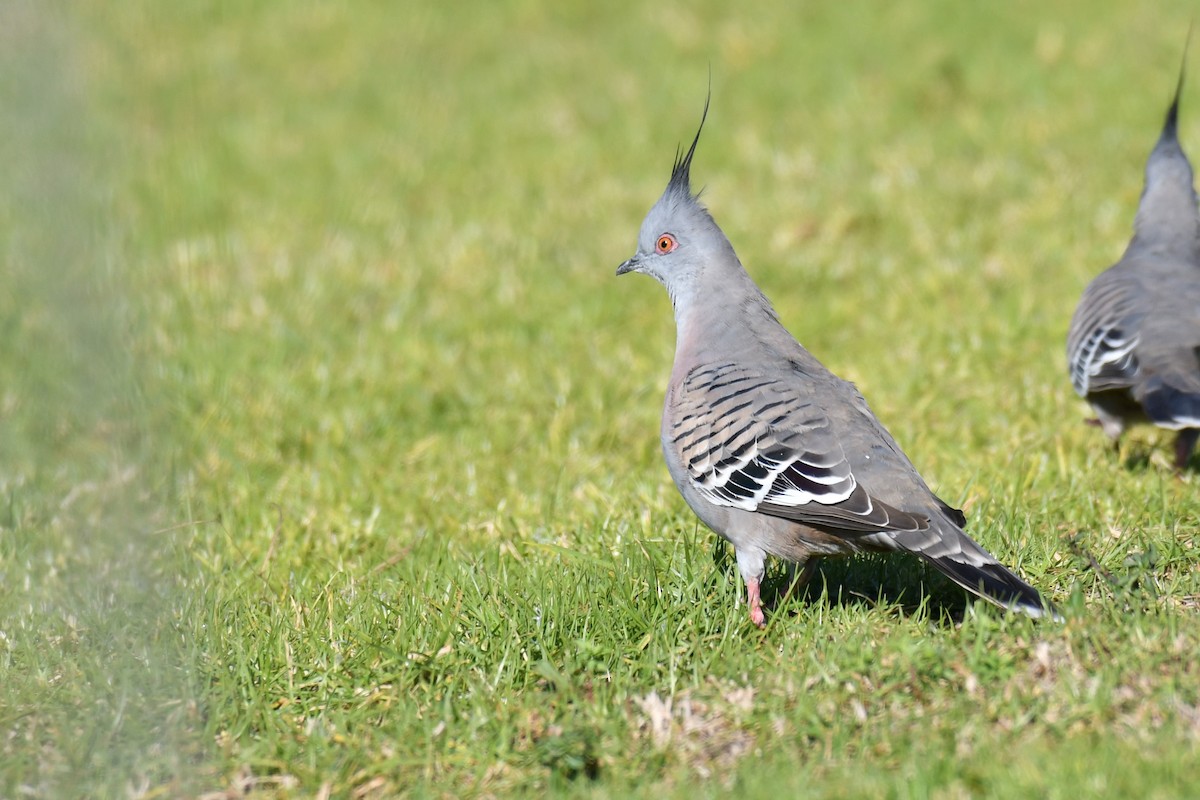 Crested Pigeon - ML159242811