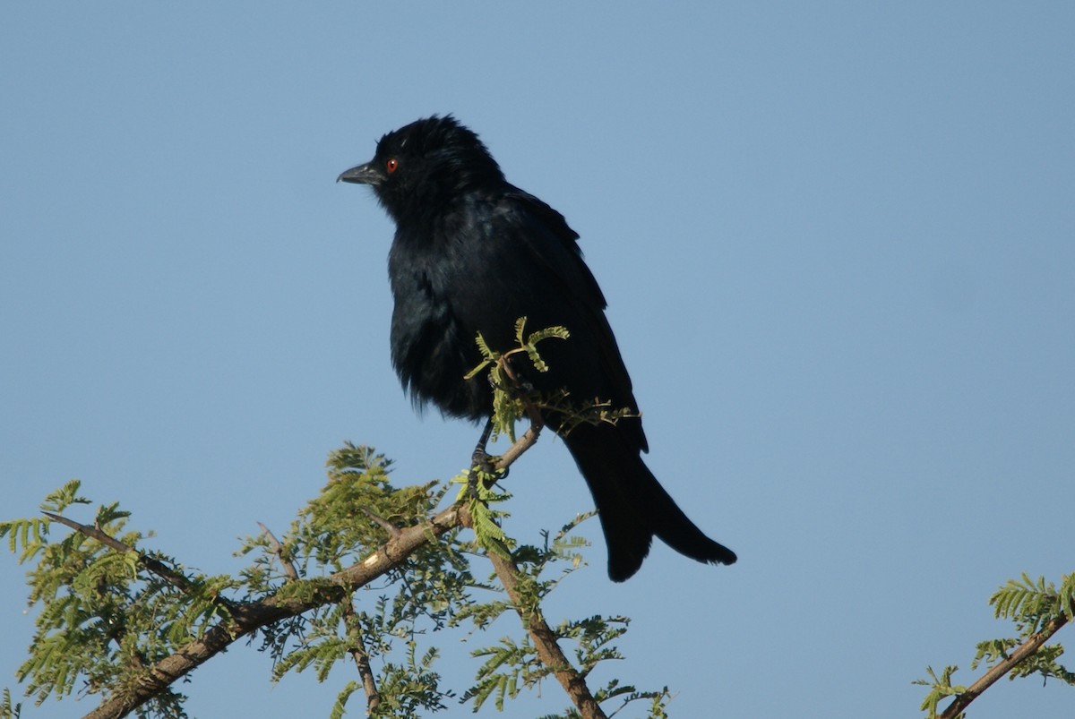 Fork-tailed Drongo - ML159243721