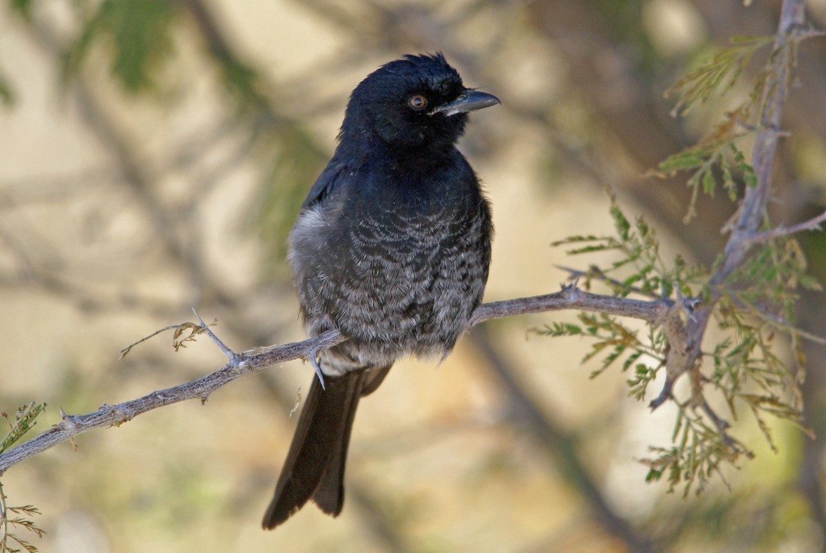 Fork-tailed Drongo - ML159243801