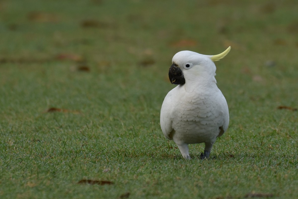 Sulphur-crested Cockatoo - ML159244581