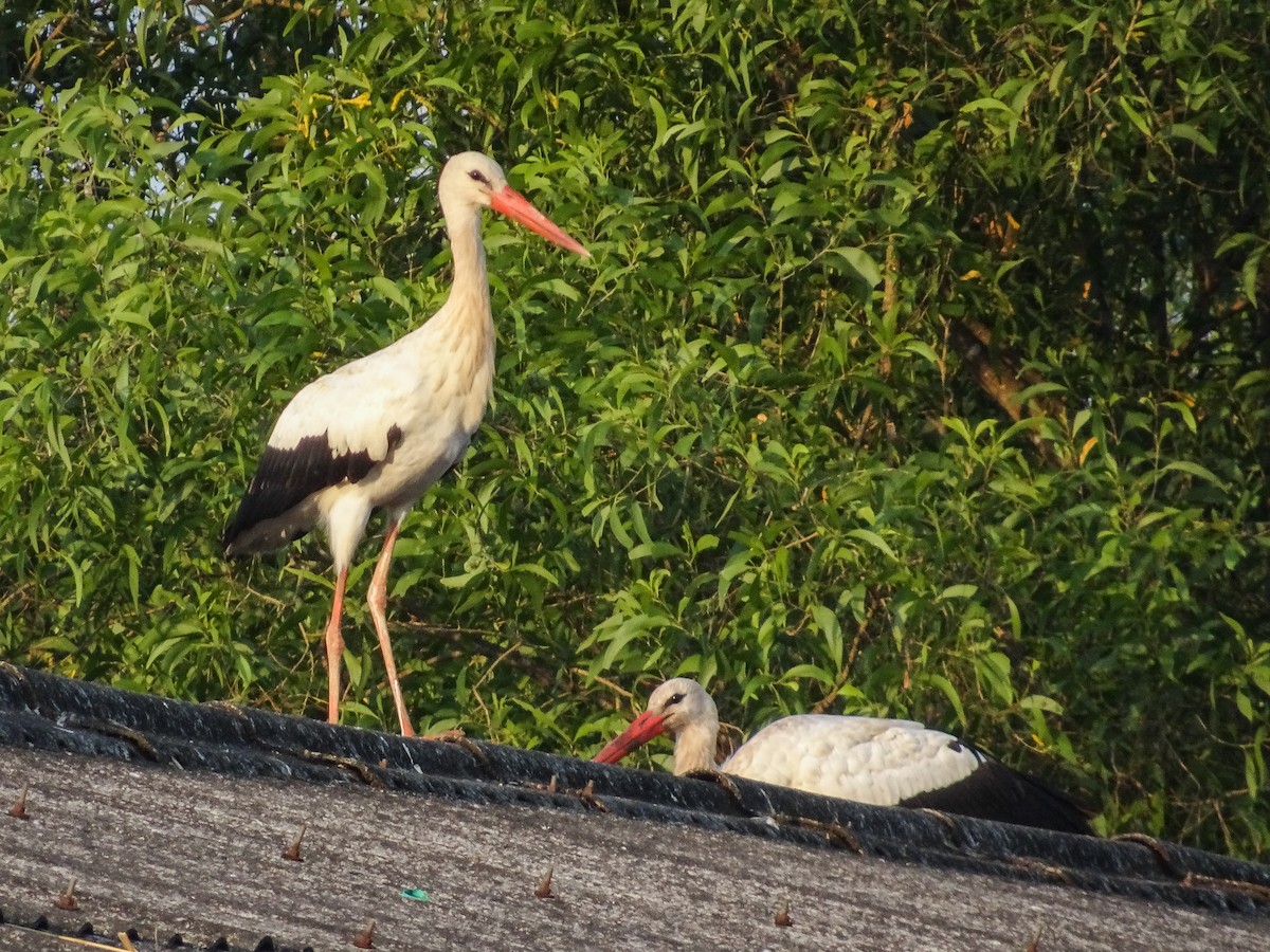 White Stork - Ramit Singal