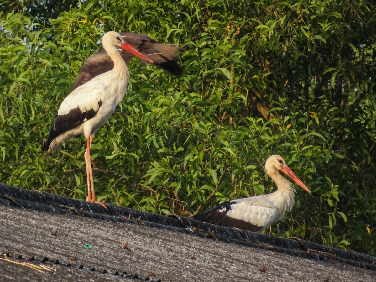 White Stork - ML159245111