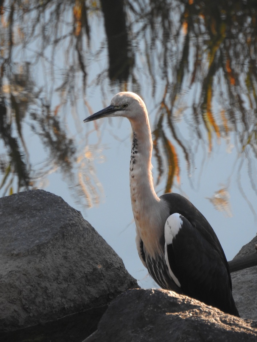 Garza Cuelliblanca - ML159247181