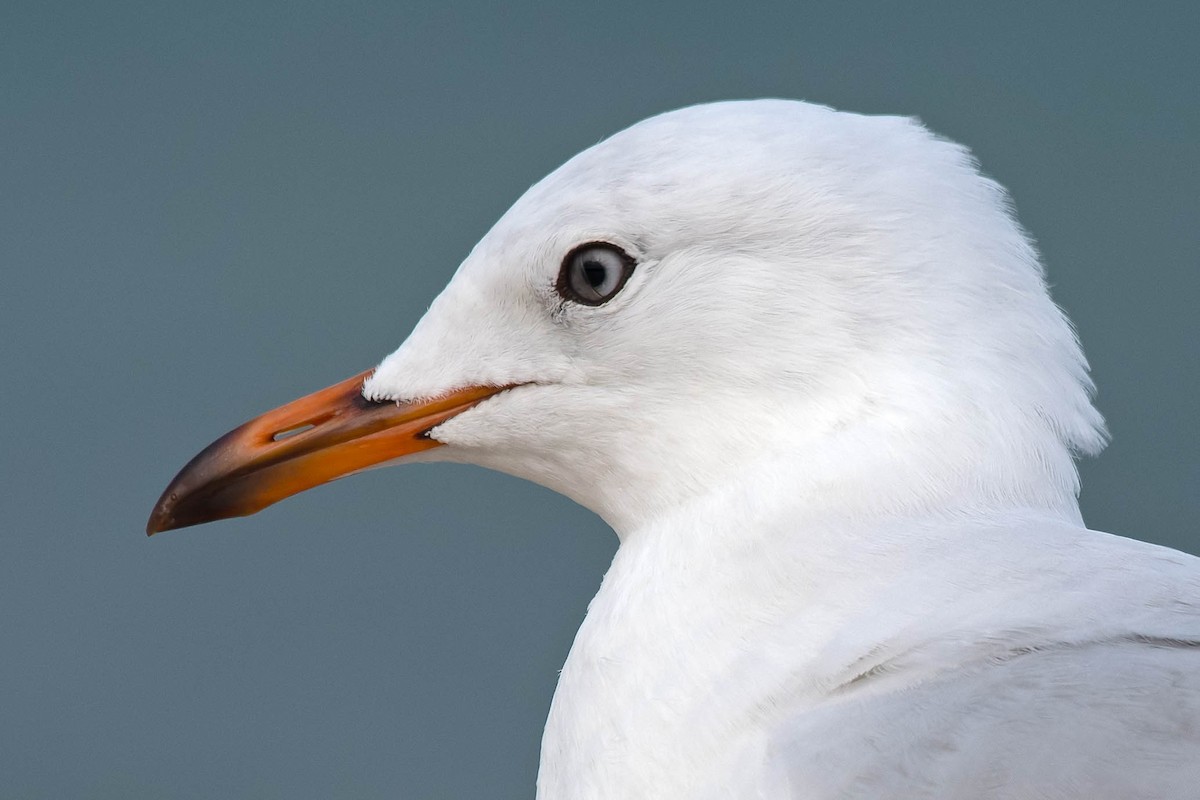 australmåke (novaehollandiae/forsteri) - ML159249001