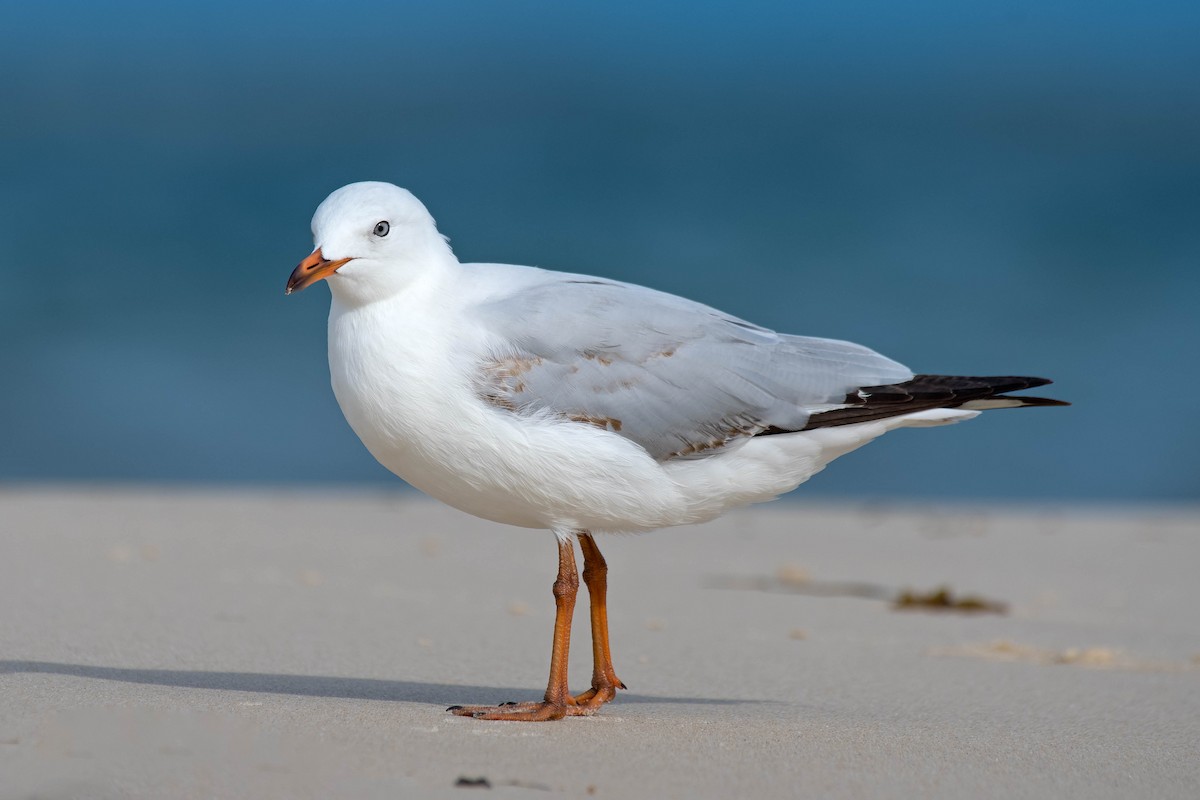 australmåke (novaehollandiae/forsteri) - ML159249061