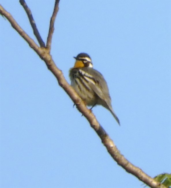 Yellow-throated Warbler - ML159249331