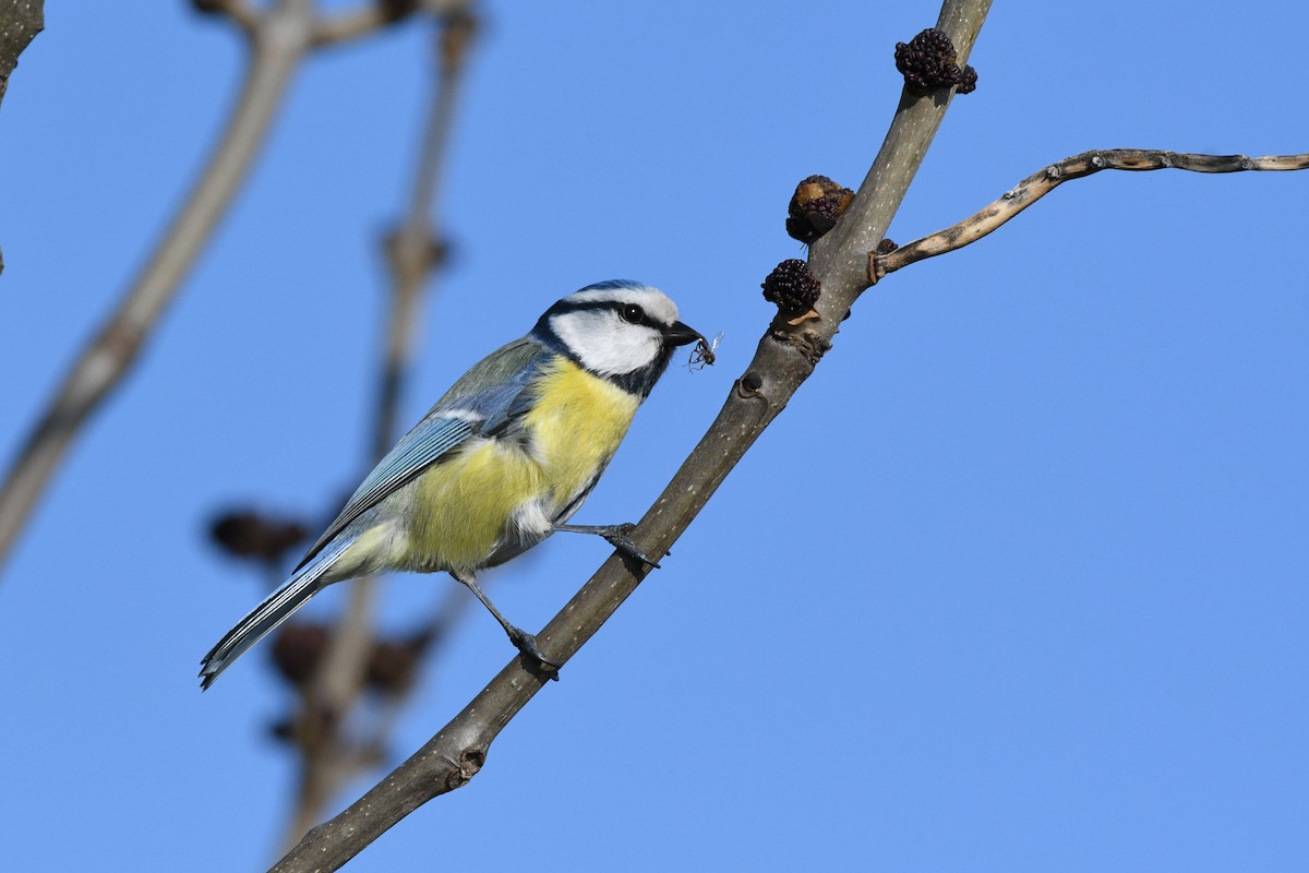 Mésange bleue - ML159250701