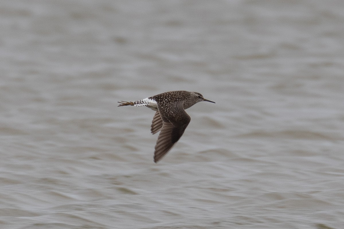 Wood Sandpiper - Sulli Gibson