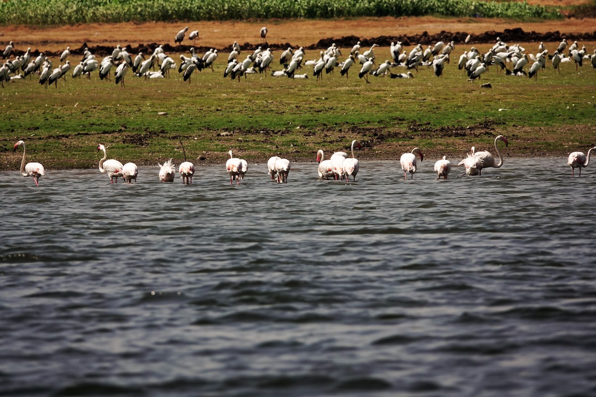 Asian Openbill - Venkatesh VT