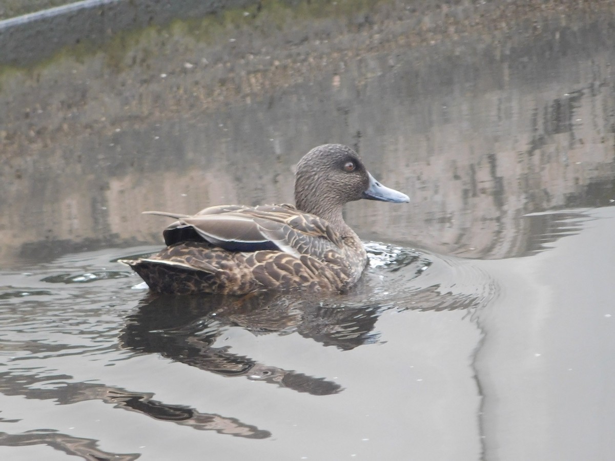 Chestnut Teal - ML159252441