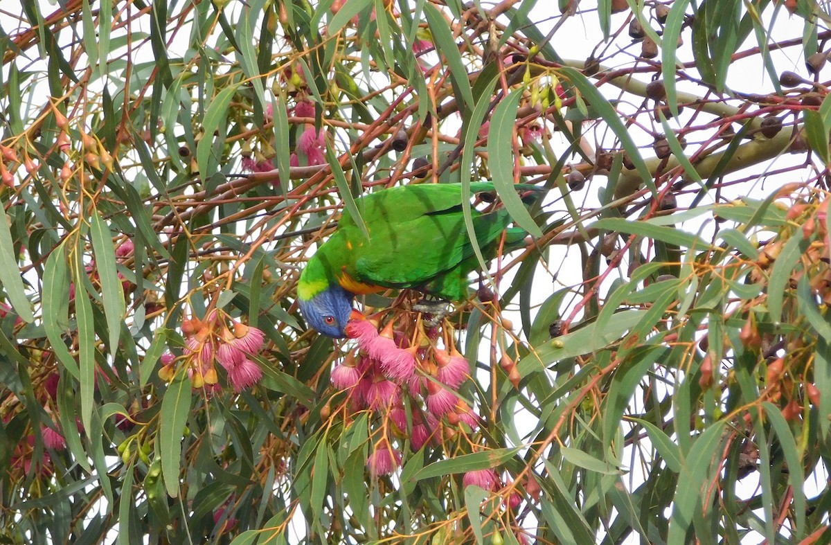 Rainbow Lorikeet - ML159252601