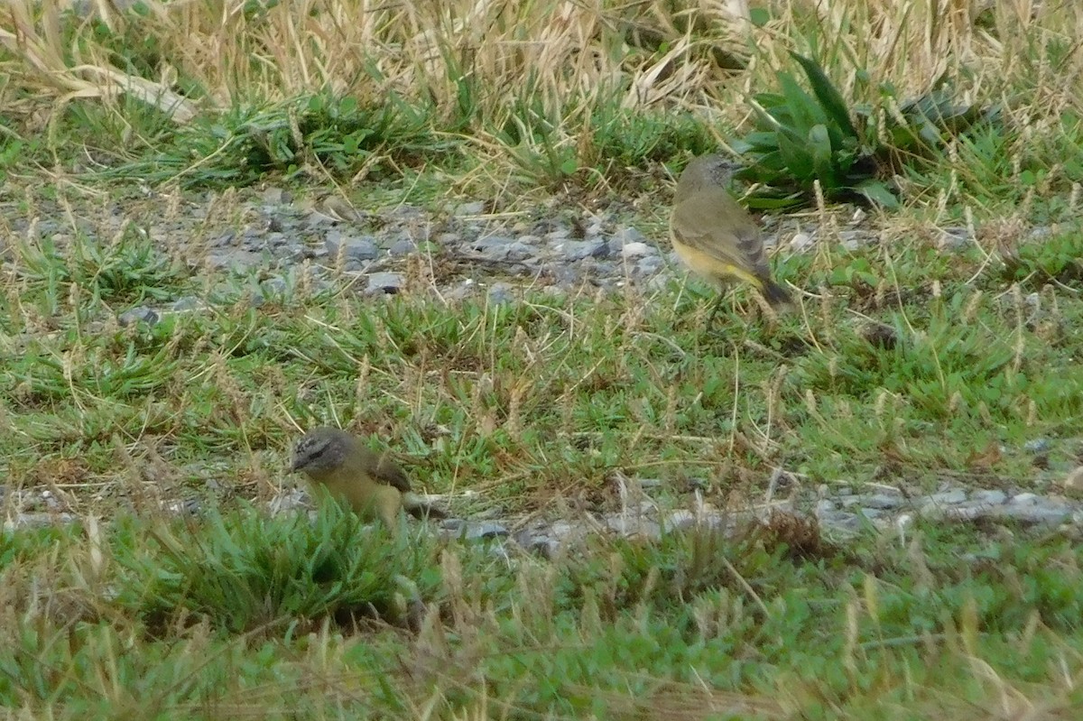 Yellow-rumped Thornbill - ML159252611