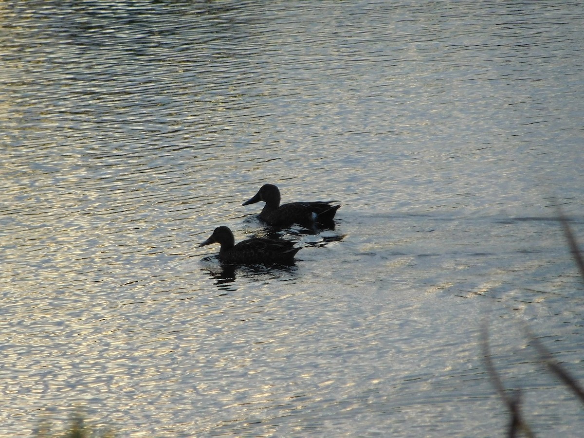 Australasian Shoveler - ML159252801