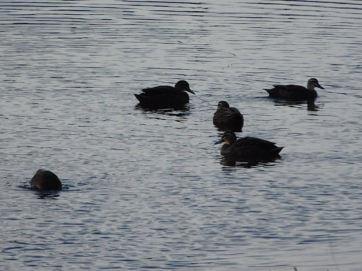 Pacific Black Duck - ML159252821