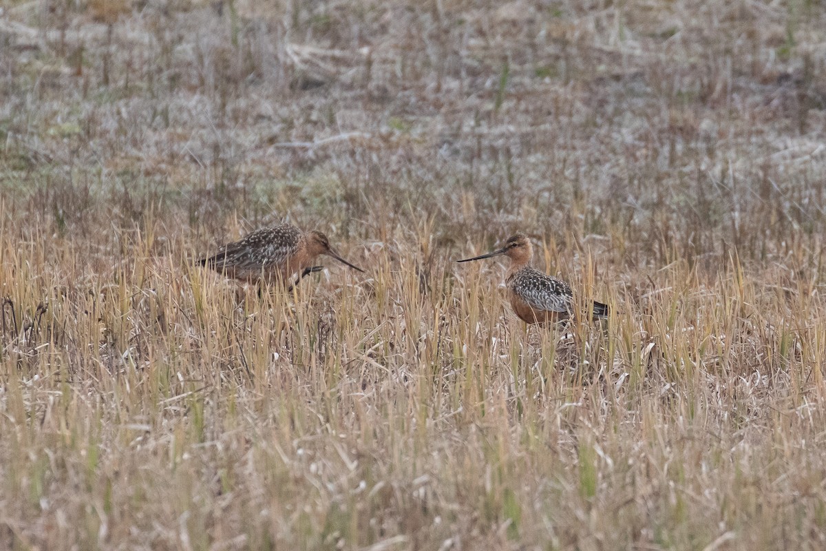 Bar-tailed Godwit - Sulli Gibson