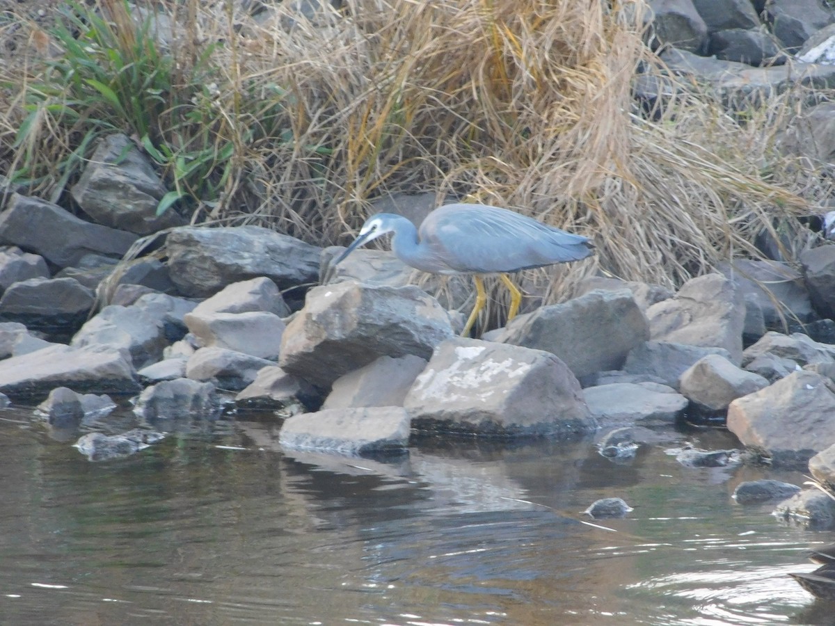 White-faced Heron - ML159252881