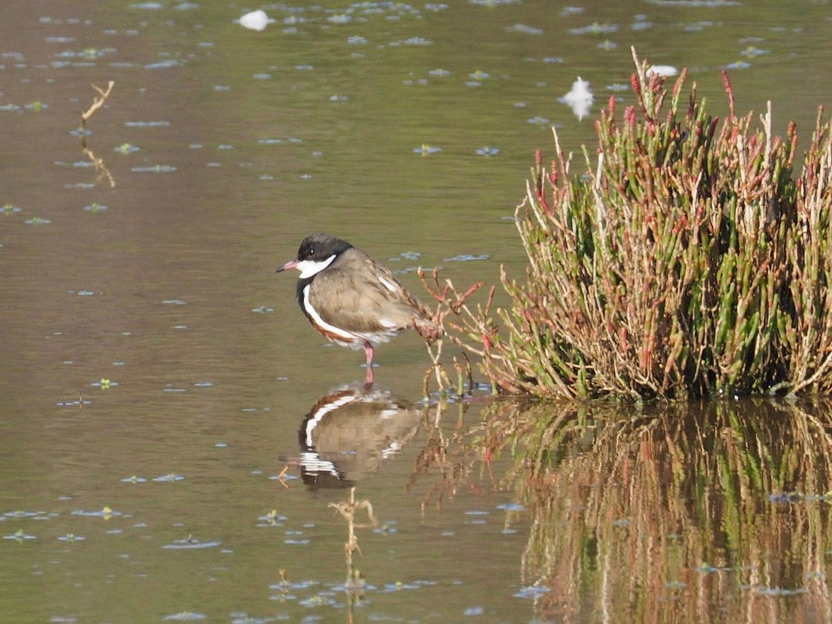 Red-kneed Dotterel - ML159252941