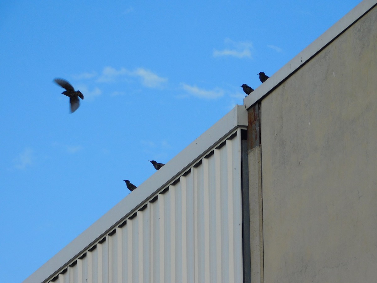 European Starling - ML159252971