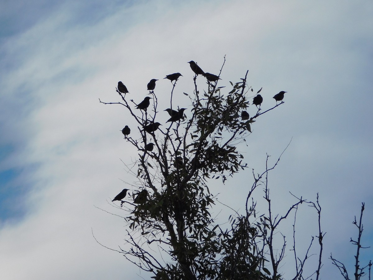 European Starling - ML159252981