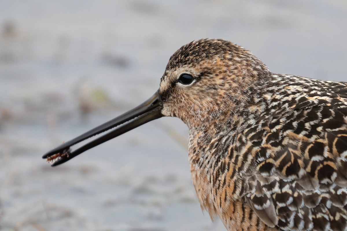 Short-billed/Long-billed Dowitcher - Sulli Gibson