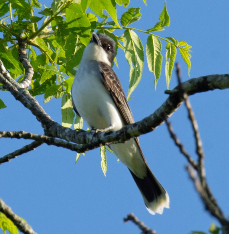 Eastern Kingbird - Jack and Shirley Foreman