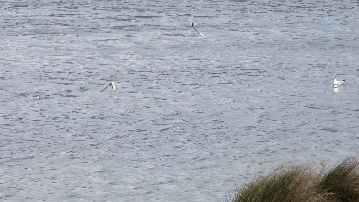 Little Tern - ML159253801