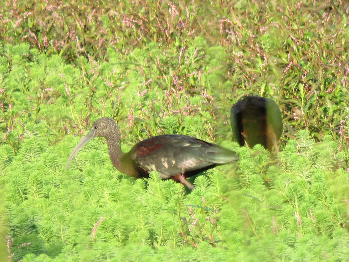 Glossy Ibis - ML159255211