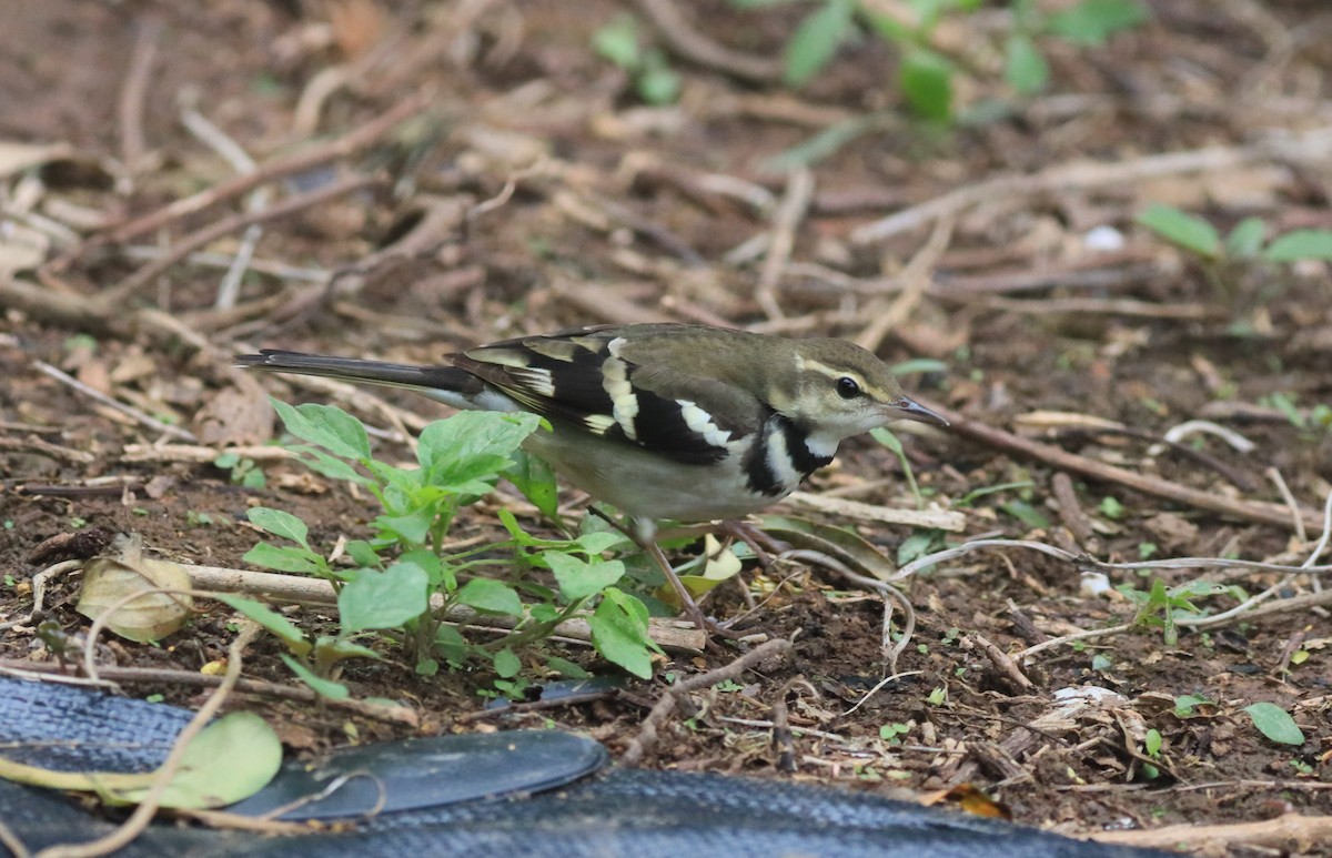 Forest Wagtail - Allen Lyu