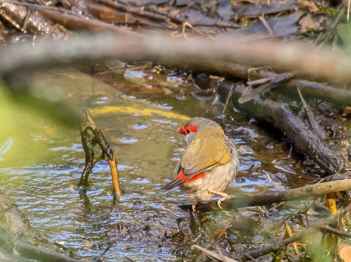 Red-browed Firetail - ML159257641