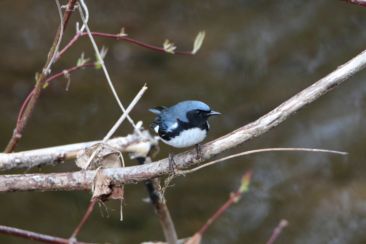 Black-throated Blue Warbler - ML159258441