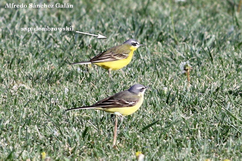 Western Yellow Wagtail (dombrowskii-type intergrade) - Alfredo Sánchez Galán