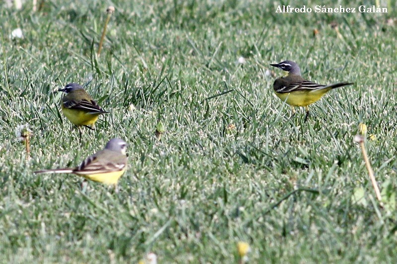 Western Yellow Wagtail (dombrowskii-type intergrade) - Alfredo Sánchez Galán