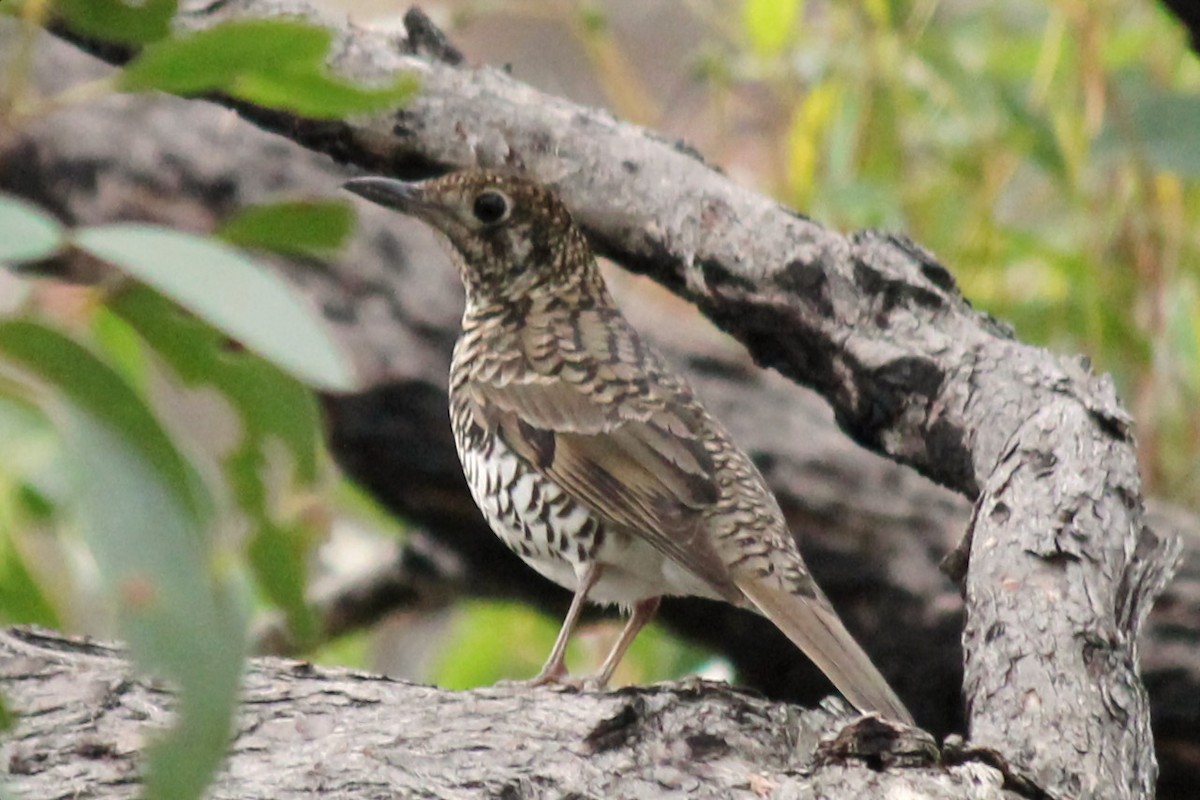 Bassian Thrush - ML159259981