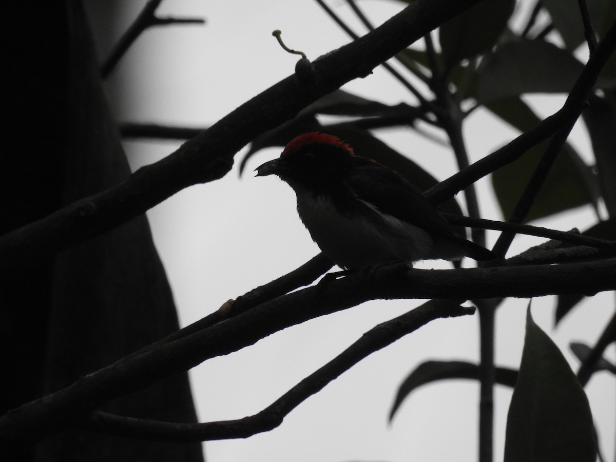 Scarlet-backed Flowerpecker - ML159260141