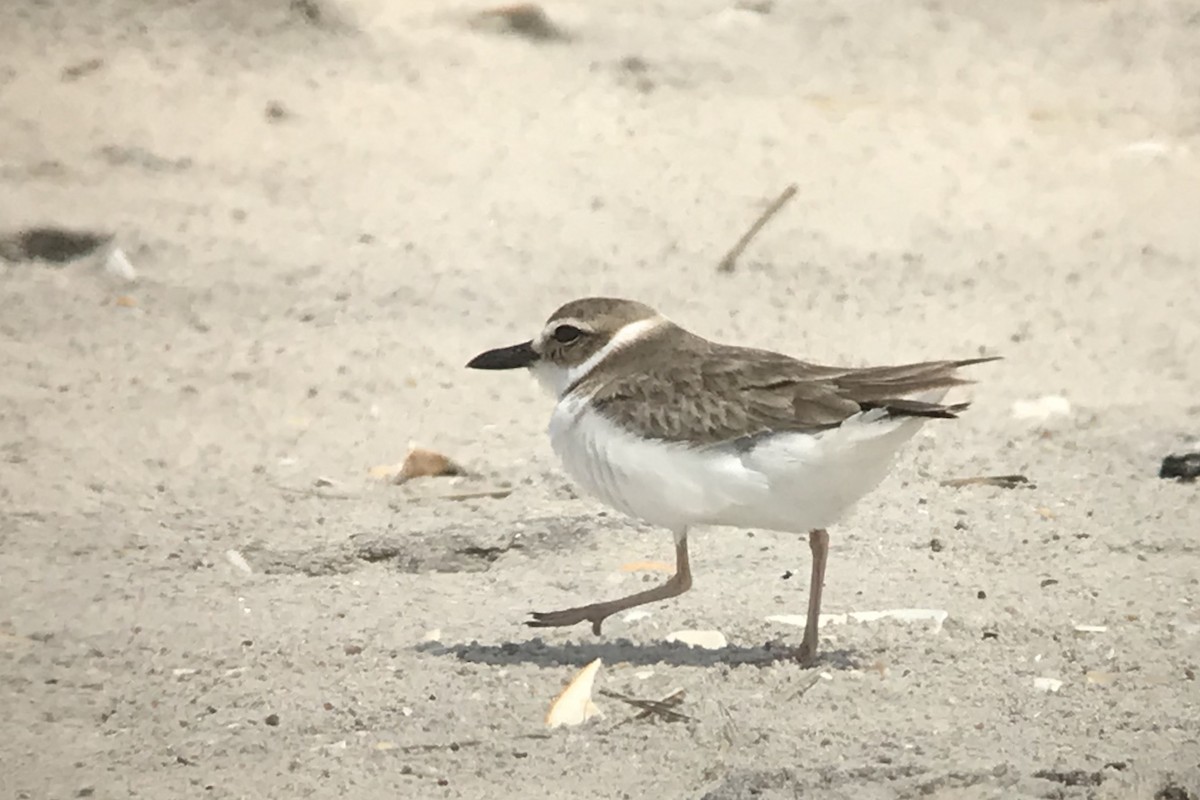 Wilson's Plover - ML159260171