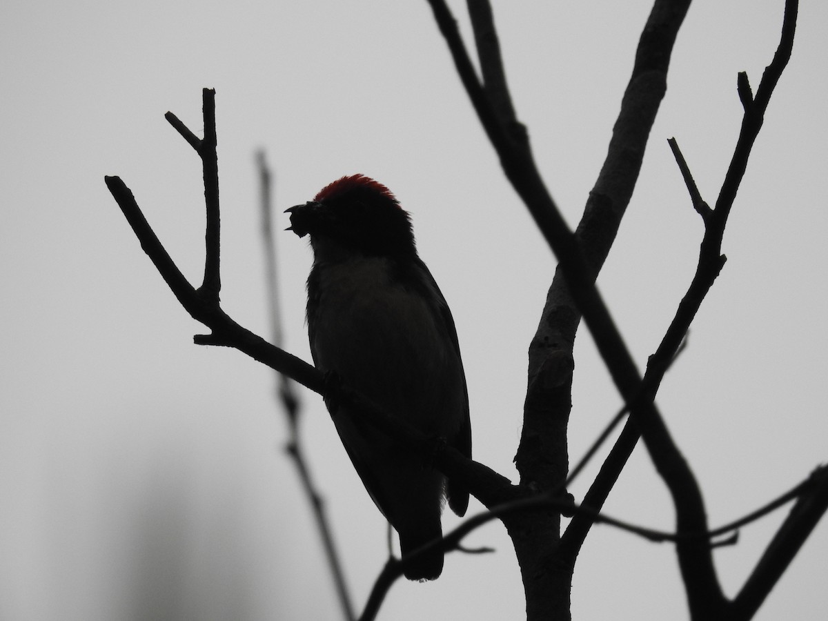 Scarlet-backed Flowerpecker - ML159260471