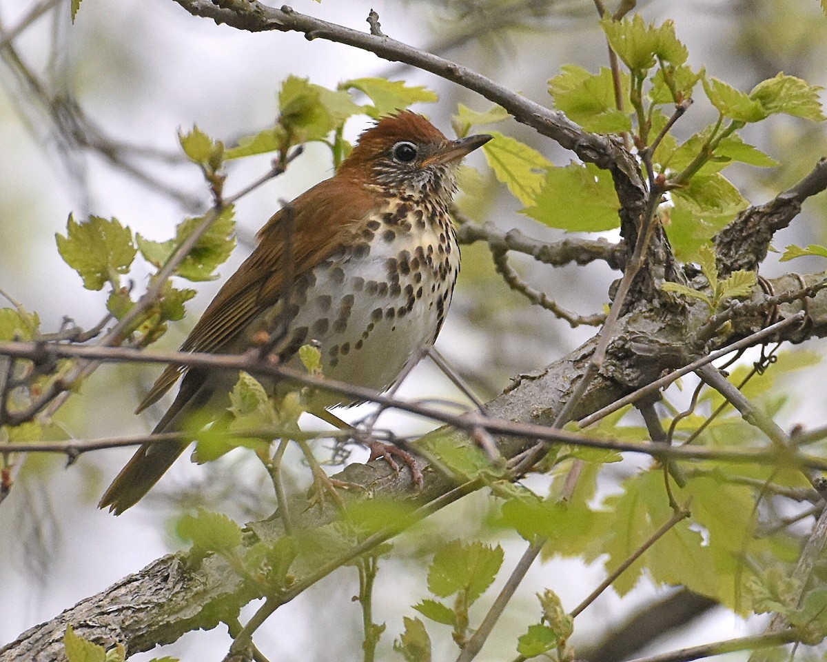 Wood Thrush - ML159261281