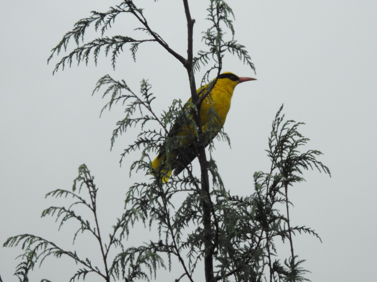 Slender-billed Oriole - ML159263571