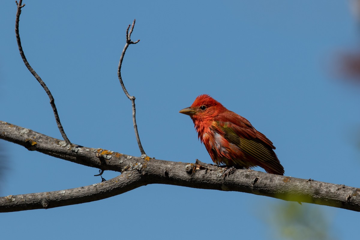 Piranga Roja - ML159264661