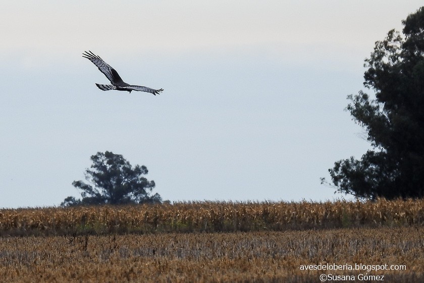 Long-winged Harrier - Susana Gómez