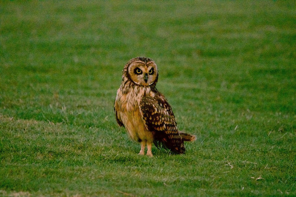 Short-eared Owl (Antillean) - ML159265771