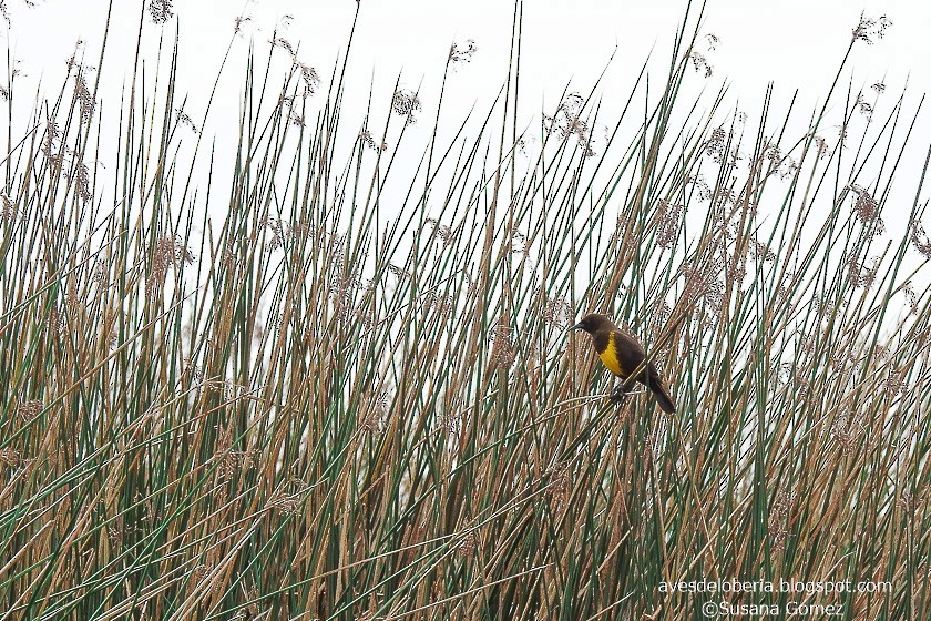 Brown-and-yellow Marshbird - ML159265831