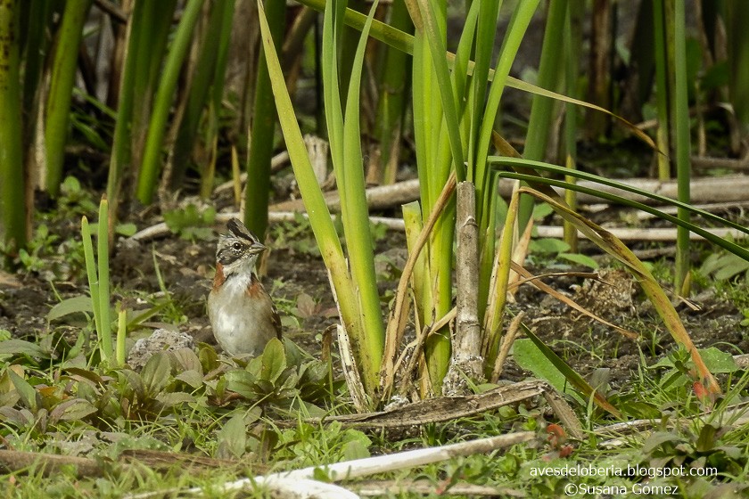 Rufous-collared Sparrow - Susana Gómez