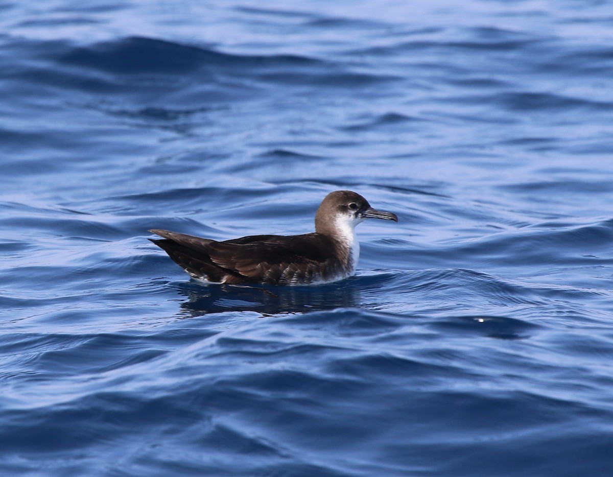 Persian Shearwater - Jacky Judas