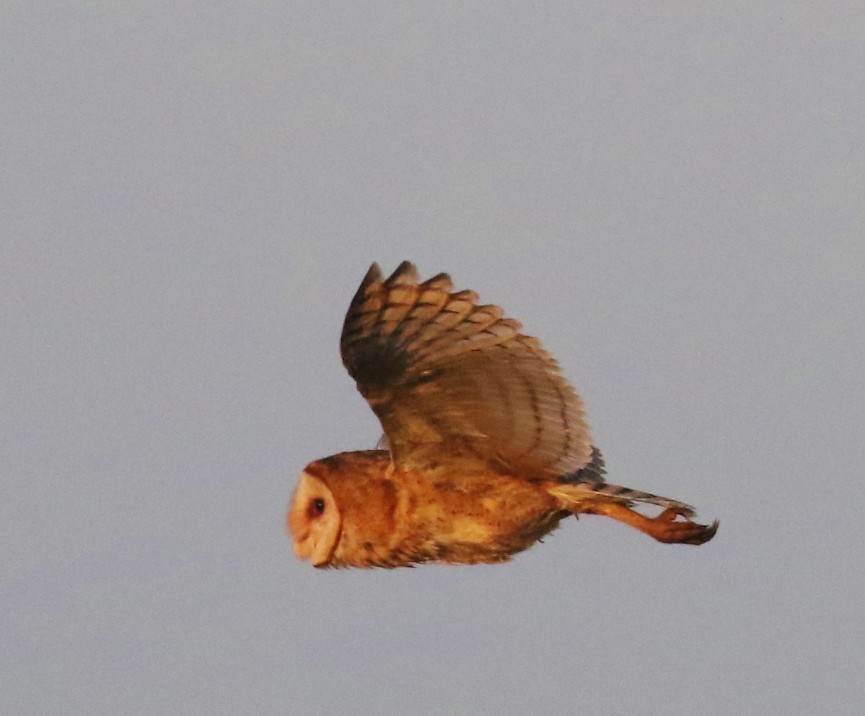 Barn Owl - ML159267621