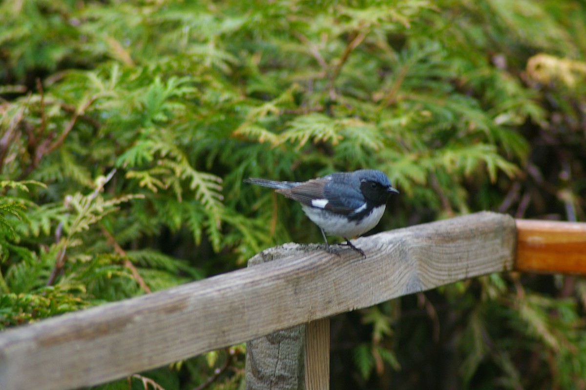 Black-throated Blue Warbler - ML159271751