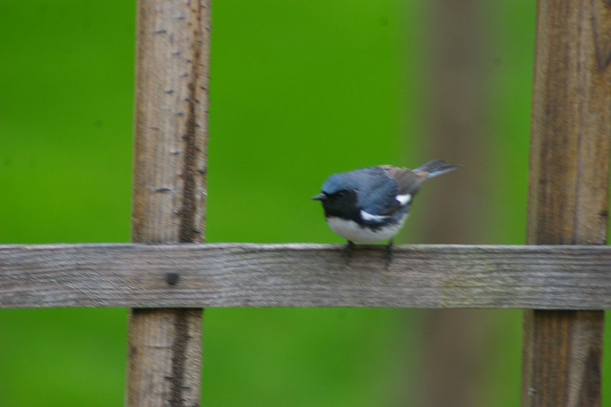 Black-throated Blue Warbler - ML159271761